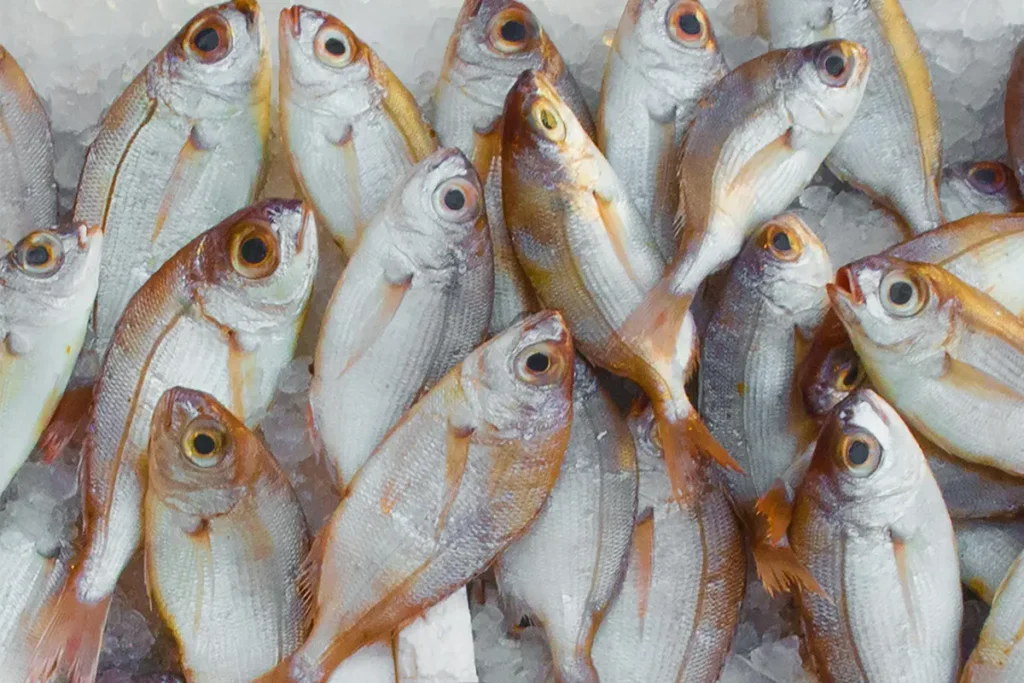 Deep sea fish for BUTILIFE® Fish Collagen Tripeptide banner background