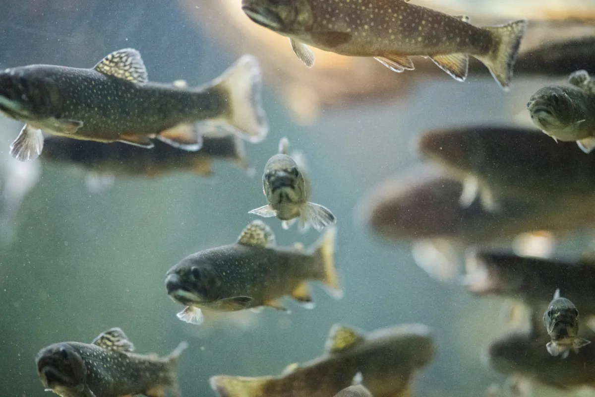 A school of cod fish swimming in the clear ocean, natural source of marine collagen peptides