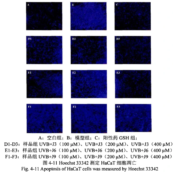 Protective effect of PEPDOO® Bonito Elastin Peptide against UVB-induced cell damage