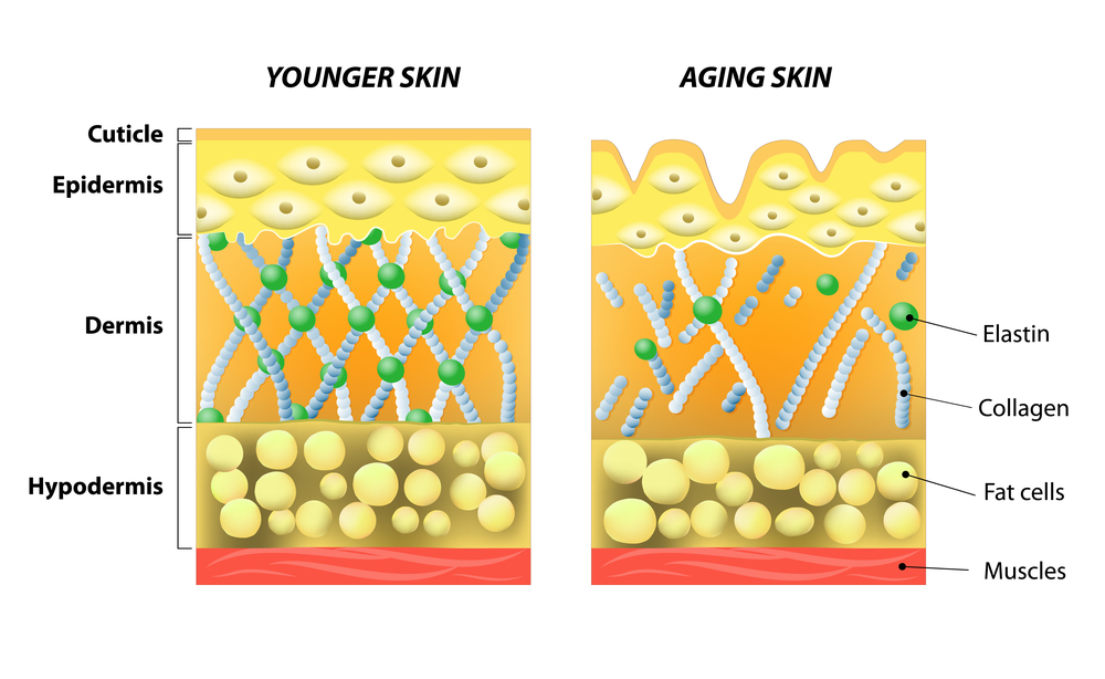 Visual comparison of skin elasticity layers between age 20 and age 40, showing loss of elastin and collagen
