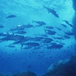 A school of skipjack tuna swimming gracefully in the deep blue sea