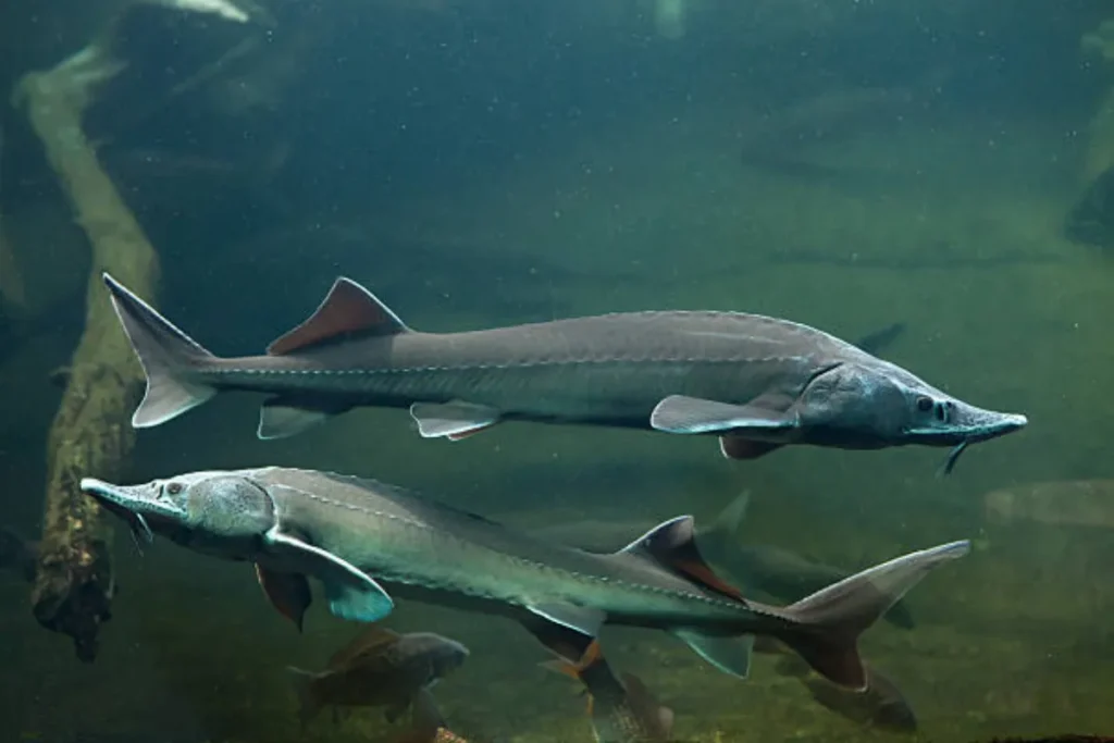 Underwater sturgeon in natural habitat – source of sturgeon ovary peptide complex