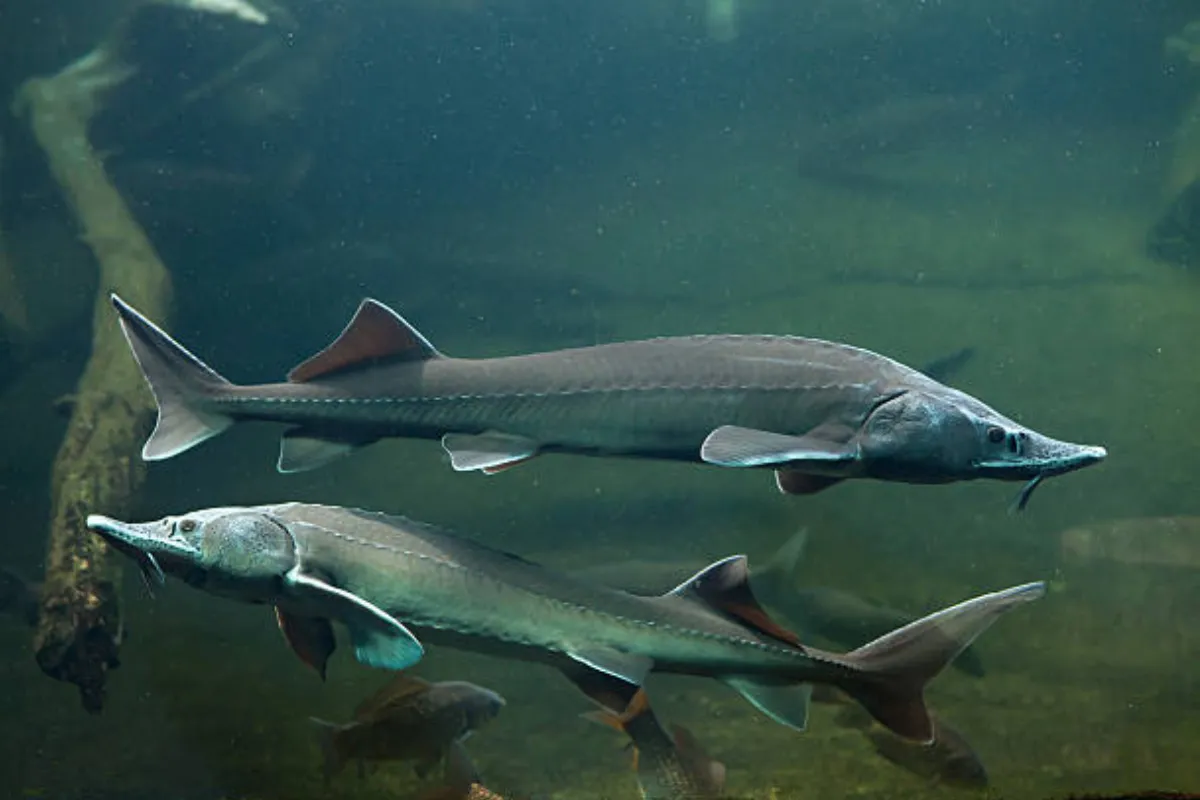 Underwater sturgeon in natural habitat – source of sturgeon ovary peptide complex
