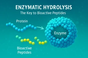 Illustration of enzymatic hydrolysis showing protein digestion into bioactive peptides