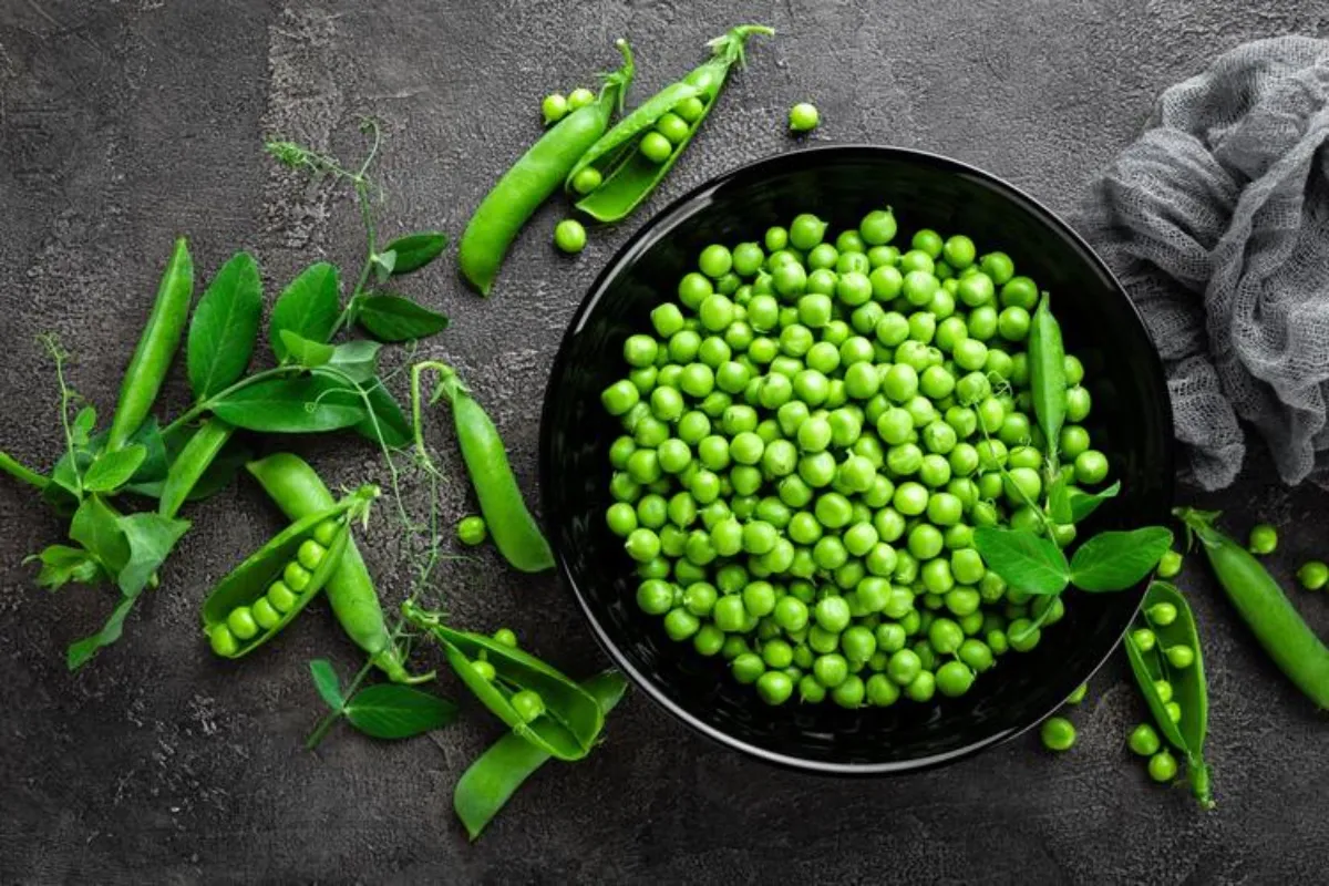 Green peas used for PEPDOO® pea peptide – natural plant protein source