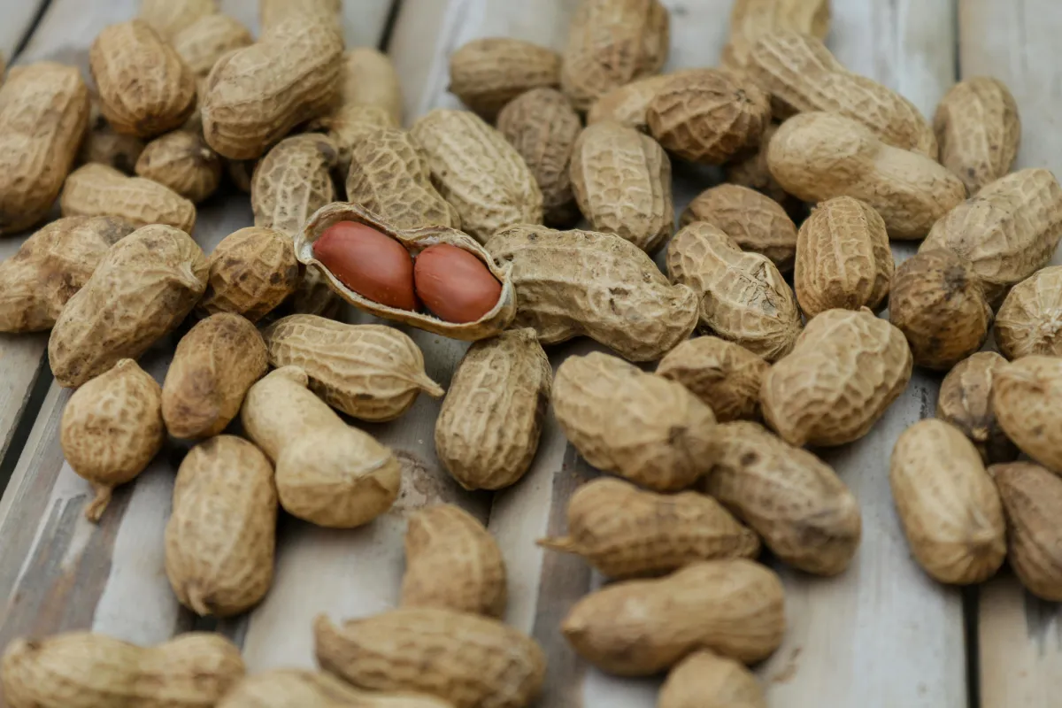 Peanuts on table as raw material for peanut peptides