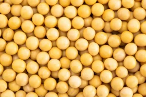 Soybeans – Premium Raw Material for PEPDOO® Soybean Peptide