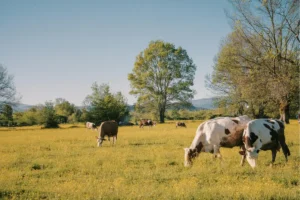 Wild yak grazing on the Tibetan plateau — the natural source of Yak Bone Collagen Peptides