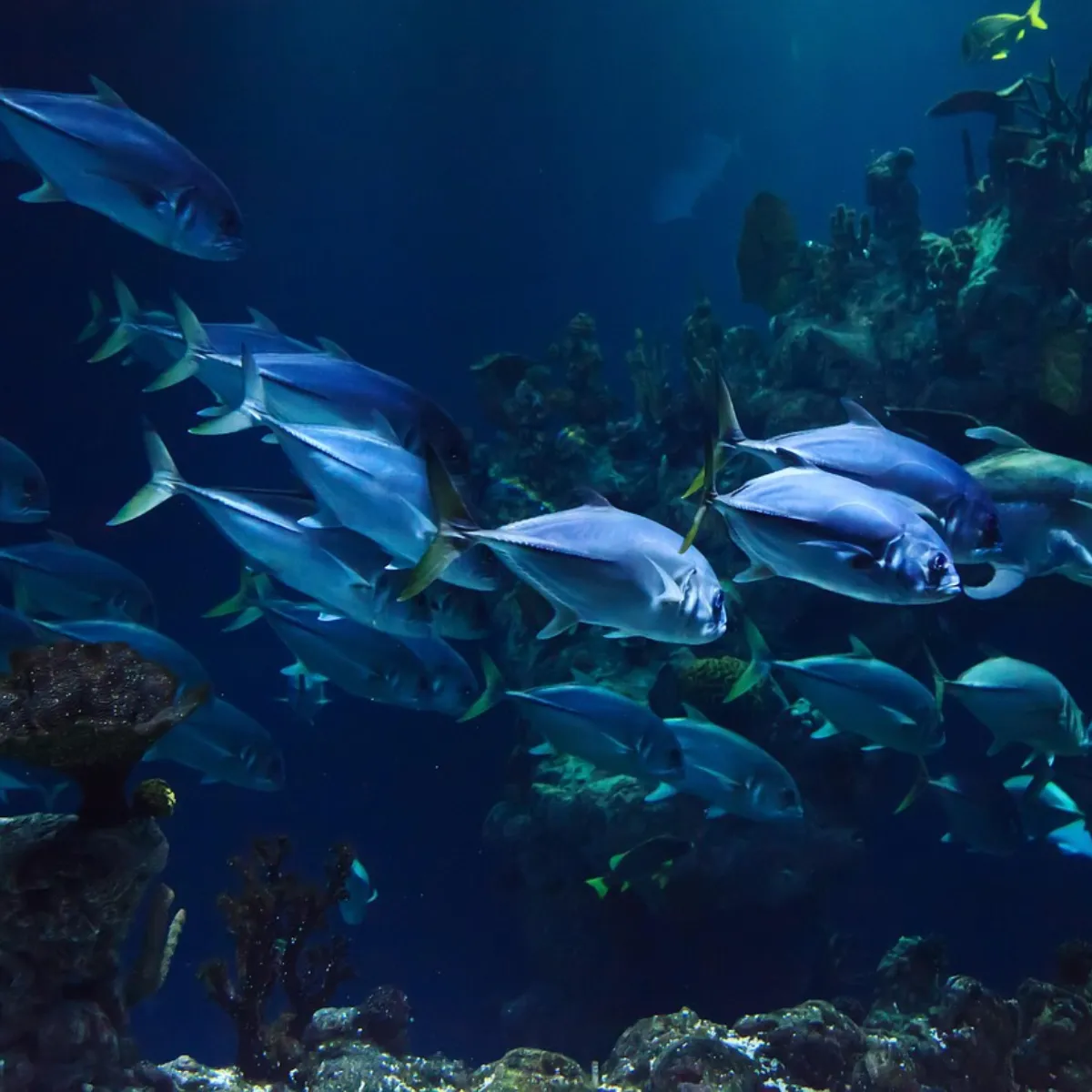 A school of marine fish swimming in the ocean – natural source of marine peptides