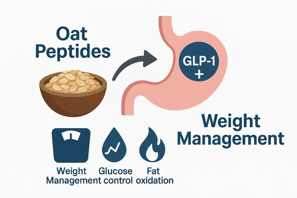 Illustration showing oat peptides stimulating GLP-1 hormone in the gut to support weight management, glucose control, and fat oxidation