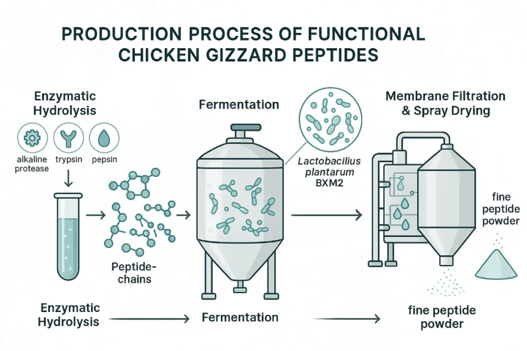Step-by-step process of fermented chicken gizzard peptide production