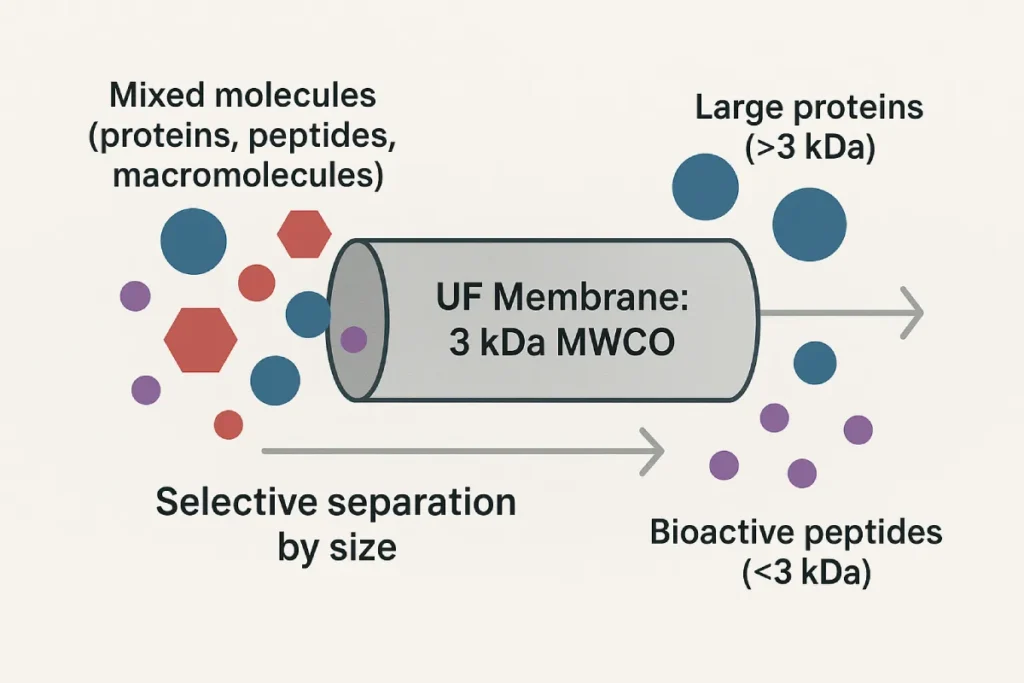 Ultrafiltration membrane diagram showing separation of peptides under 3 kDa from larger proteins using MWCO