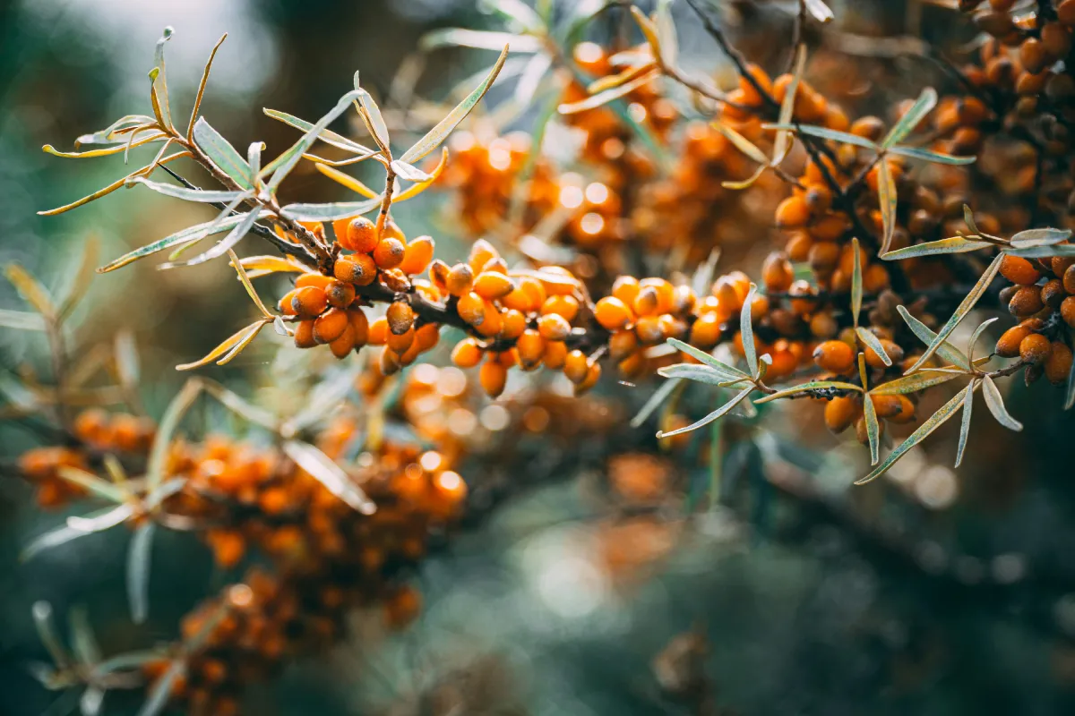 Sea Buckthorn Peptide Manufacturer | Factory-Direct Bulk Supply | PEPDOO®
