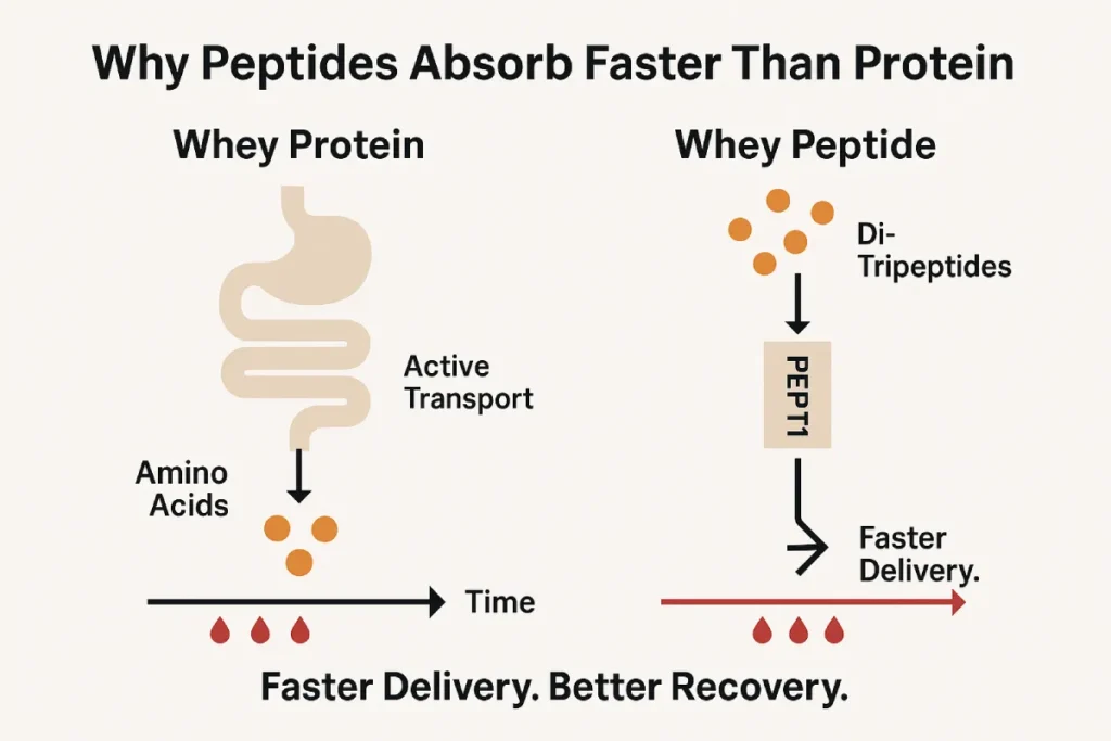 Visual diagram comparing absorption pathways of whey peptide and whey protein, showing faster peptide uptake via PEPT1 transporters