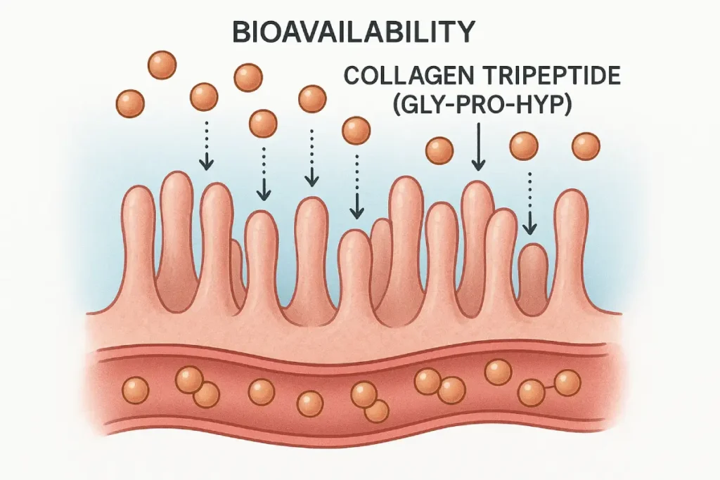 Illustration of collagen tripeptide molecular structure and its absorption pathway for enhanced skin benefits.