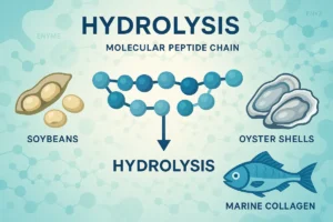 Visual representation of hydrolysis optimization in peptide production from soy, oyster, and marine sources. Featuring molecular structures and natural ingredient sources