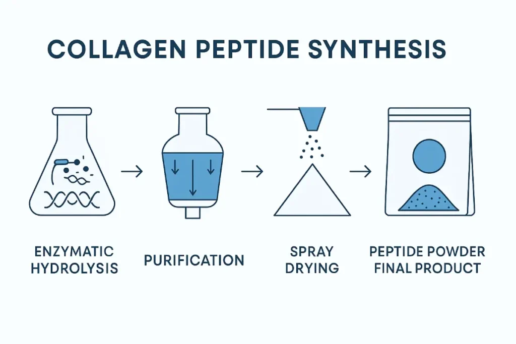 Advanced enzymatic hydrolysis process in collagen peptide synthesis for high-purity production