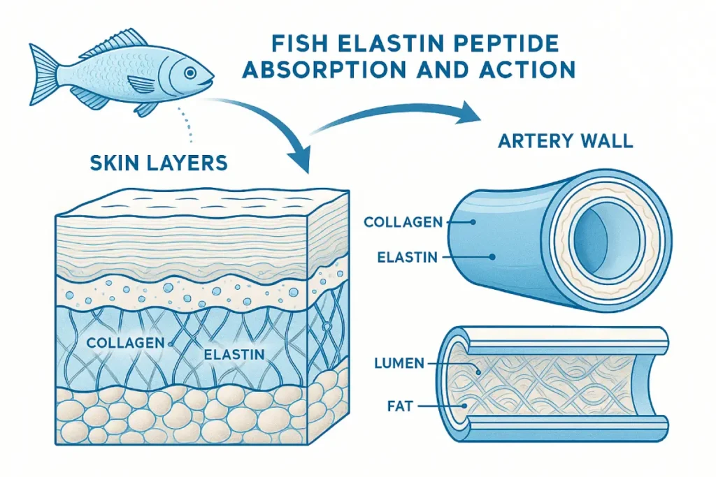 Illustration showing fish elastin peptide mechanism improving skin elasticity and vascular flexibility