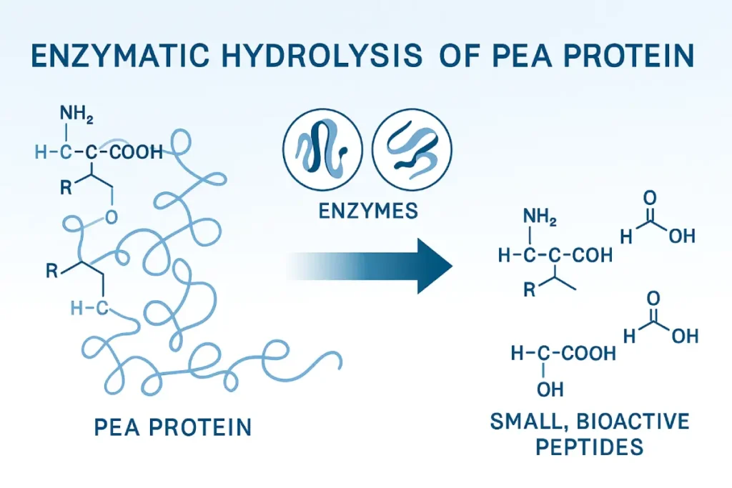Enzymatic hydrolysis process converting pea protein into bioactive pea peptides