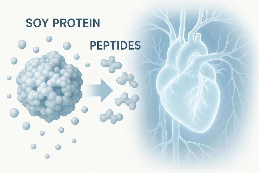 Soy peptides research for cardiovascular health with molecular illustration and heart graphics