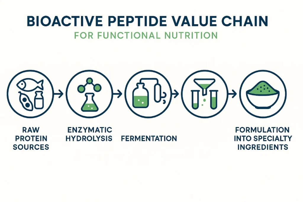 Infographic showing the bioactive peptide value chain from raw protein sources to specialty ingredients for functional nutrition products