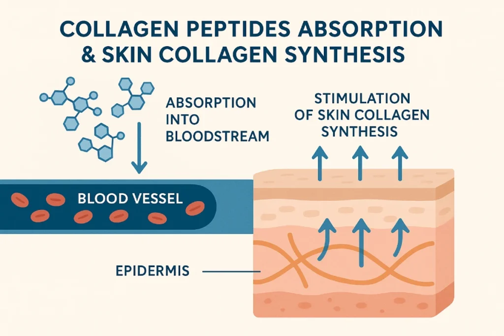 Diagram showing collagen peptides absorption and their effect on skin collagen synthesis for beauty-from-within products