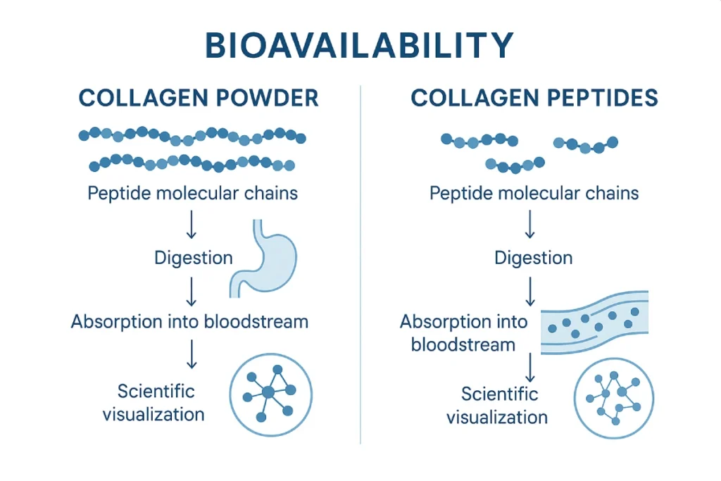 Infographic comparing collagen powder and collagen peptides in bioavailability and absorption efficiency for functional nutrition.