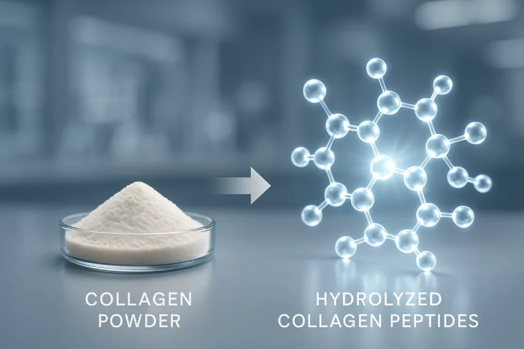 Transition from collagen powder to hydrolyzed collagen peptides for B2B supply by PEPDOO® manufacturer.