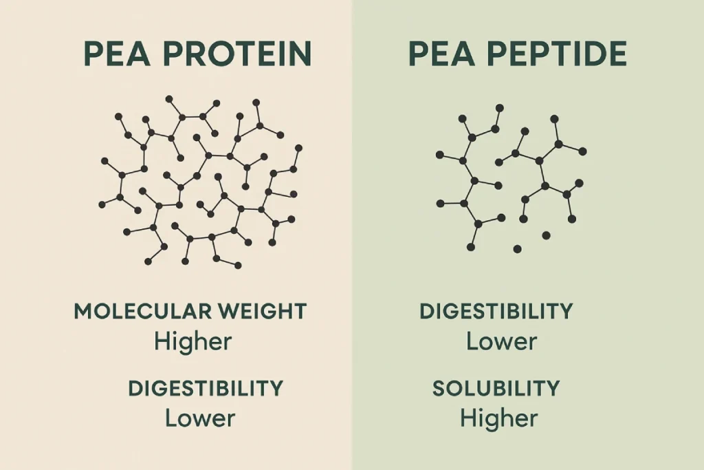 Side-by-side infographic of pea protein and pea peptide molecular structures, showing molecular weight differences, digestibility, and solubility. Designed for B2B functional nutrition brands, clean modern professional style, with subtle green and beige tones