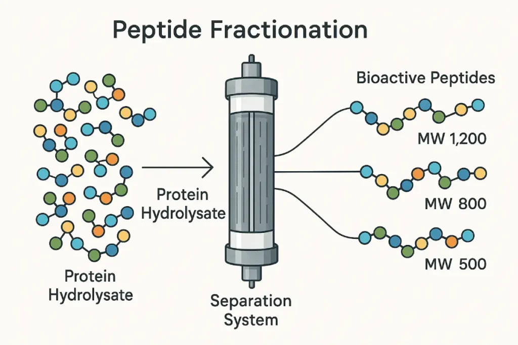 Functional nutrition products incorporating fractionated peptides, highlighting health benefits and B2B product application