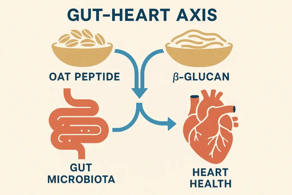 Diagram illustrating how oat peptide and beta-glucan complex modulates gut microbiota and supports cardiovascular health